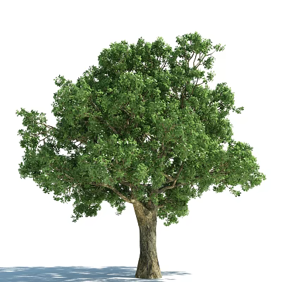 Tall Arbor With Lush Green Foliage And Sturdy Trunk In Natural Environment 3d model