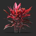 Vibrant Red and Purple Leaf Shrub with Multiple Stems Against Dark Background 3d model
