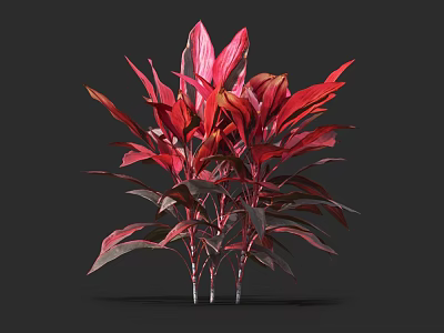 Vibrant Red and Purple Leaf Shrub with Multiple Stems Against Dark Background 3d model