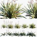Various Green Leafy Herbaceous Plants With Different Foliage Shapes And Natural Growth