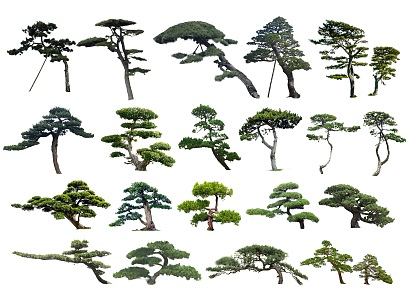 2D modeling pine black pine Luo Han pine Chinese pine Chinese pine welcome pine floating branch pine tree partial crown tree modeling tree landscape tree 3d model