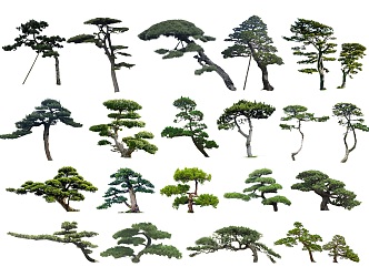 2D modeling pine black pine Luo Han pine Chinese pine Chinese pine welcome pine floating branch pine tree partial crown tree modeling tree landscape tree 3d model