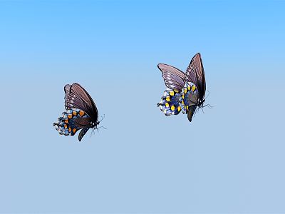 Modern Butterfly model