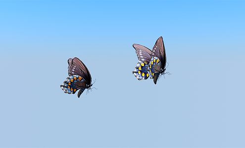 Modern Butterfly 3d model