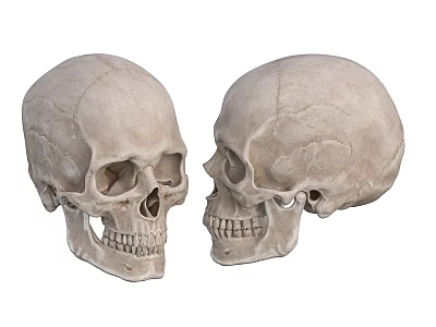 Pair of Human Skulls Anatomical Specimens Isolated on White Background 3d model