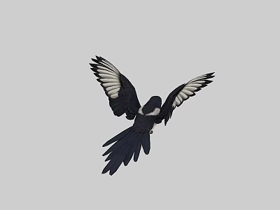 Flying Animal Black Bird With Spread White Marked Wings Against Gray Background 3d model