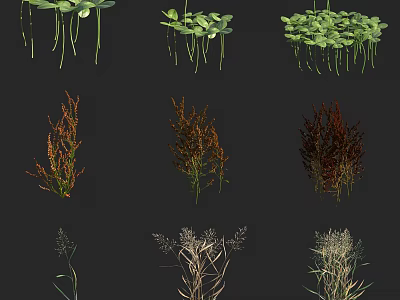 Diverse Green and Brown Botanical Plants with Long Stems and Lush Foliage 3d model