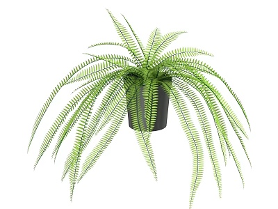 Bonsai Potted Fern Plant with Long Green Fronds in Black Pot for Indoor Decoration 3d model