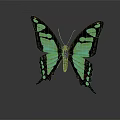 Modern Butterfly Colored Butterfly Tabby Butterfly Leaf Butterfly 3d model