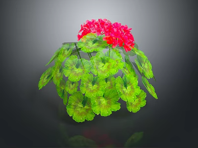 Vibrant Geranium Plant With Lush Green Leaves And Bright Red Flowers In Hemispherical Growth 3d model