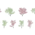 Arbor Trees with Various Red and Green Foliage in Rows