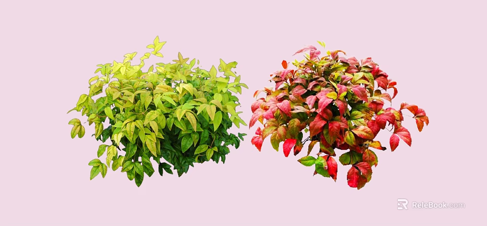 Vibrant Shrubs With Green Yellow Red Pink Leaves On Pink Background 3d model 