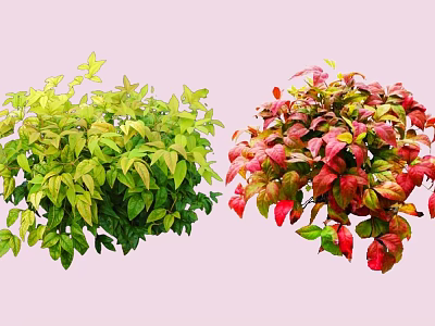 Vibrant Shrubs With Green Yellow Red Pink Leaves On Pink Background 3d model