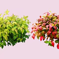 Vibrant Shrubs With Green Yellow Red Pink Leaves On Pink Background