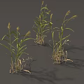 Grass Plants With Green Leaves And Yellow Spikes On Gray Background
