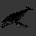Humpback Whale With Open Mouth And Visible Baleen Plates Against Dark Deep Ocean Background