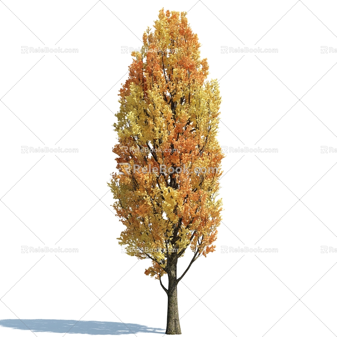 Modern Maple 3d model