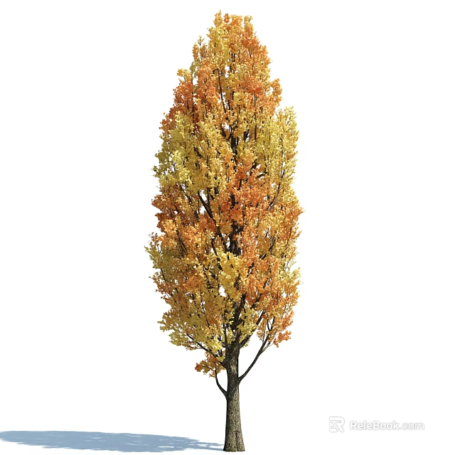 Tall Dense Deciduous Arbor With Vibrant Orange And Yellow Autumn Leaves 3d model 