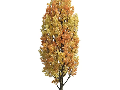 Tall Dense Deciduous Arbor With Vibrant Orange And Yellow Autumn Leaves 3d model