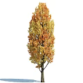 Tall Dense Deciduous Arbor With Vibrant Orange And Yellow Autumn Leaves