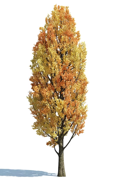Tall Dense Deciduous Arbor With Vibrant Orange And Yellow Autumn Leaves 3d model Tall Dense Deciduous Arbor With Vibrant Orange And Yellow Autumn Leaves 3d model