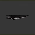 Realistic Dark Colored Whale Model With Open Mouth On Gray Surface 3d model