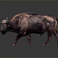 Large Brown Buffalo With Shaggy Fur And Curved Horns Standing On Dark Surface