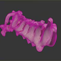 Detailed Anatomical Human Spine Vertebrae Medical Device for Educational Training