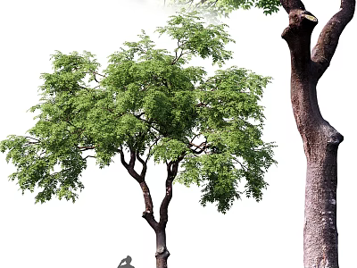 Lush Green Leafy Trees With Thick Trunks And Branchy Structure 3d model