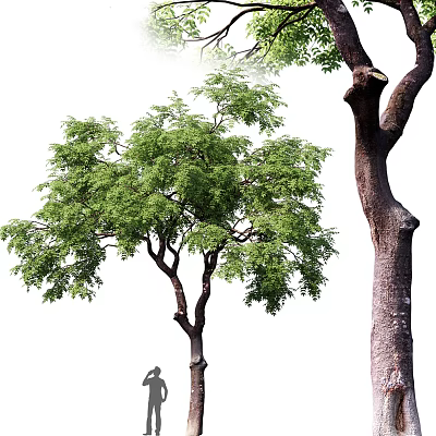 Modern Tree Plants 3d model Modern Tree Plants 3d model