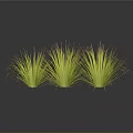 Green Grass Plants With Tall Feathery Leaves Three Clumps Against Dark Background With Reflective Surface