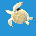 Swimming Brown Patterned Sea Turtle With White Flippers On Blue Background 3d model