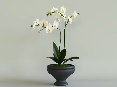Elegant White Orchids Display in Dark Gray Vase with Green Leaves 3d model