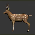 Standing Deer With Brown Antlers Orange Body And White Spots On Black Background 3d model