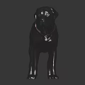 Gray Labrador Dog Wearing Brown Collar With Metal Buckle Standing On Black Shiny Surface