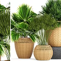Bonsai Potted Plants in Wicker Baskets with Tropical Green Foliage and Stone Base