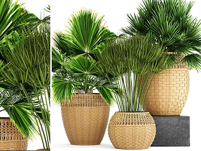 Bonsai Potted Plants in Wicker Baskets with Tropical Green Foliage and Stone Base 3d model