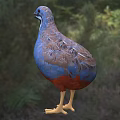 Vibrant Blue And Red Bird With White Neck Standing On Grassy Ground