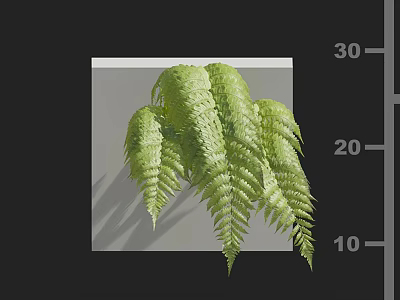 Lush Green Fern Fronds With Natural Curves On Gray Shaded Background 3d model