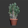 Potted Green Thorny Cactus Plant in Red Ceramic Pot for Indoor Decor