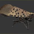 Spotted Insect with Brown Spotted Wings and Yellow Body on Dark Background