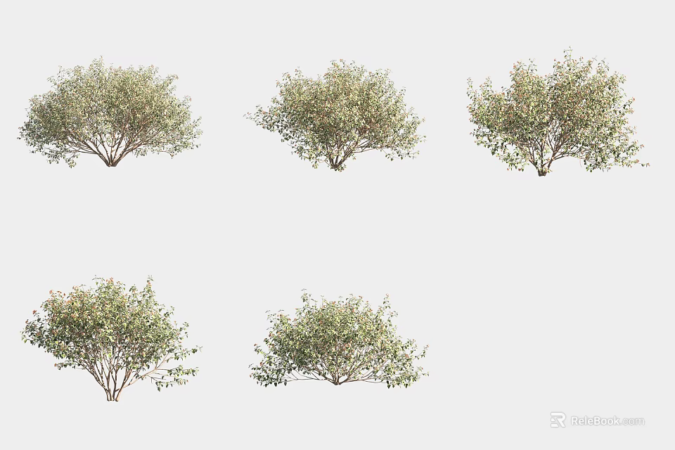 Various Shrub Plants in Different Growth Forms Isolated on White Background 3d model