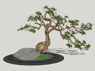 New Chinese Pine Welcome Pine 3d model