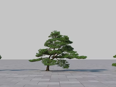 Umbrella Shaped Tree With Thick Trunk And Lush Foliage On Gray Stone Slab Ground 3d model