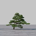 Umbrella Shaped Tree With Thick Trunk And Lush Foliage On Gray Stone Slab Ground