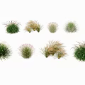 Various Types Of Colorful Ground Cover Plants For Landscaping And Garden Decoration