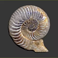 Aquatic Animal Ammonite Fossil Shell With Intricate Spiral Design And Natural Texture