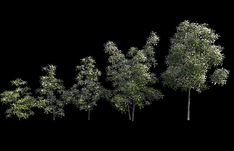 Plant Shrub Forest Shrub 3d model