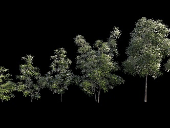 Plant Shrub Forest Shrub 3d model