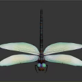 Vibrant Dragonfly With Blue Wings Colorful Eyes And Dark Body Blue Stripes